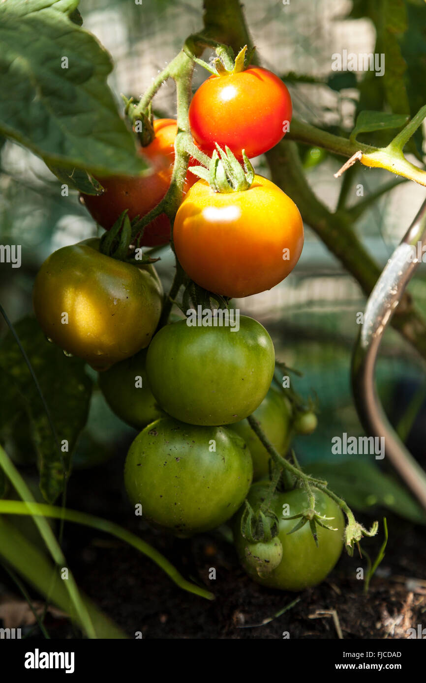 Grüne Tomaten Stockfoto