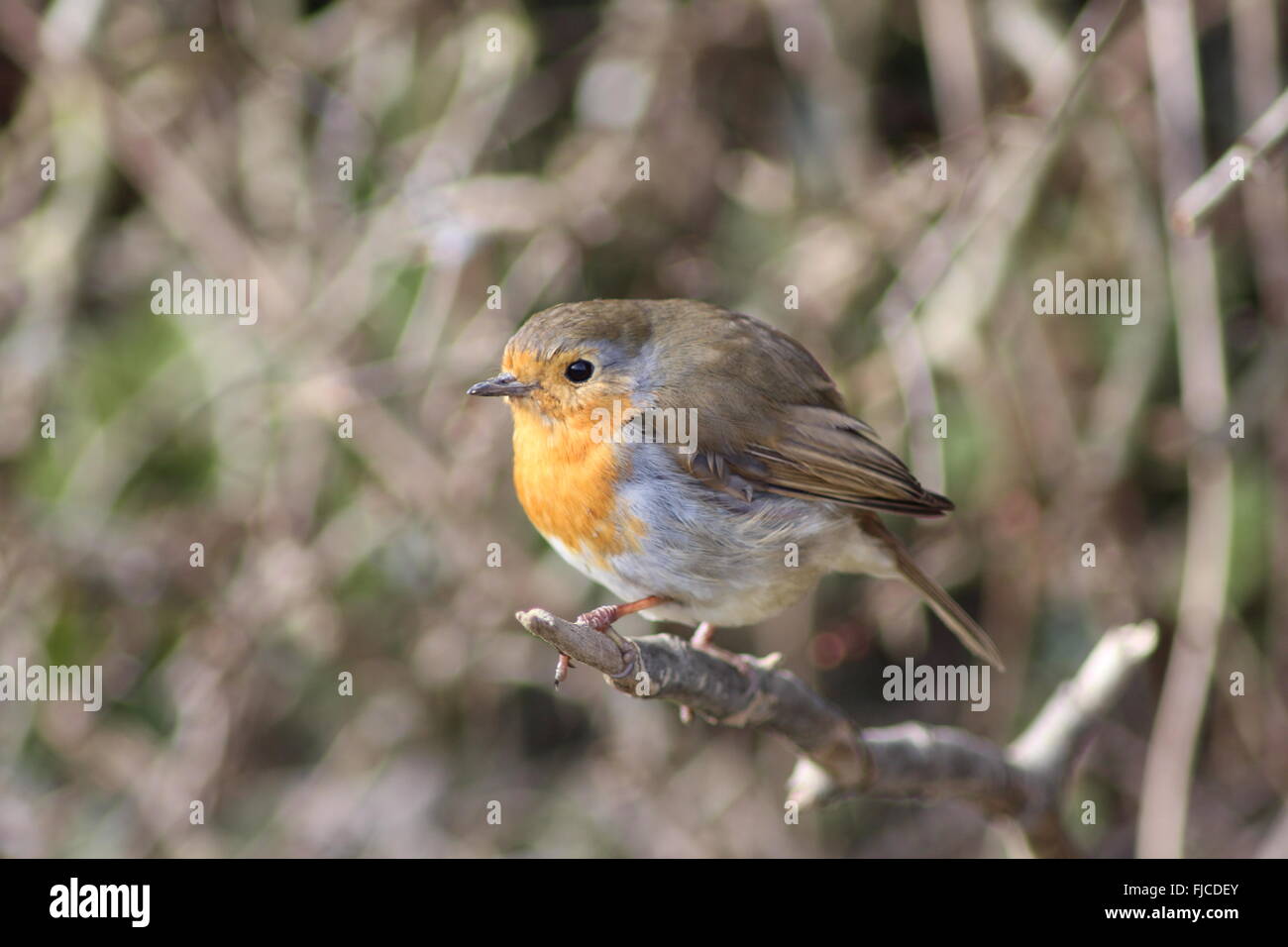 Robin in Hecke Stockfoto