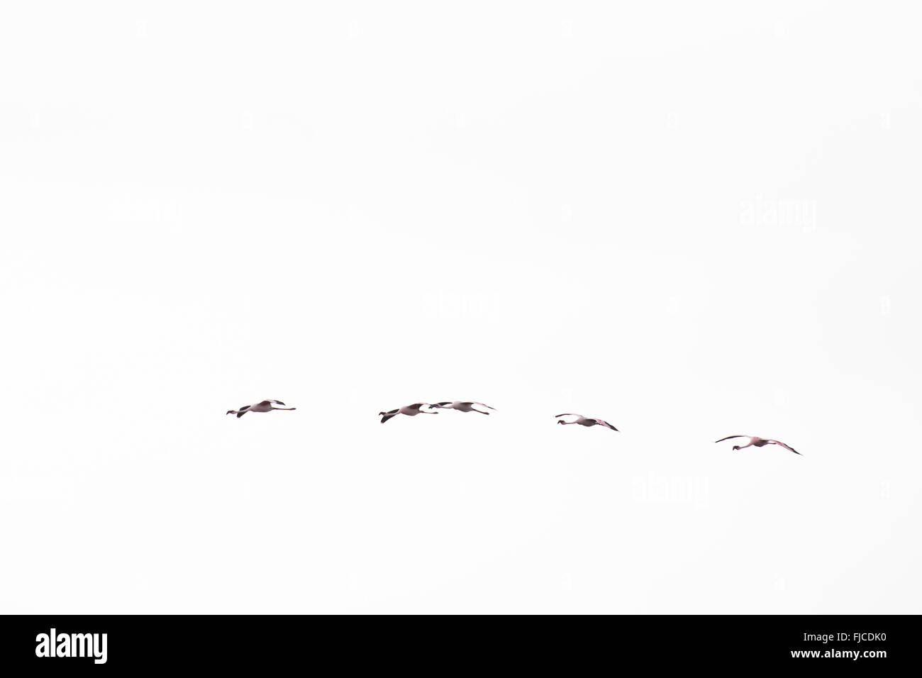 Flamingos fressen in einem Feuchtgebiet Stockfoto