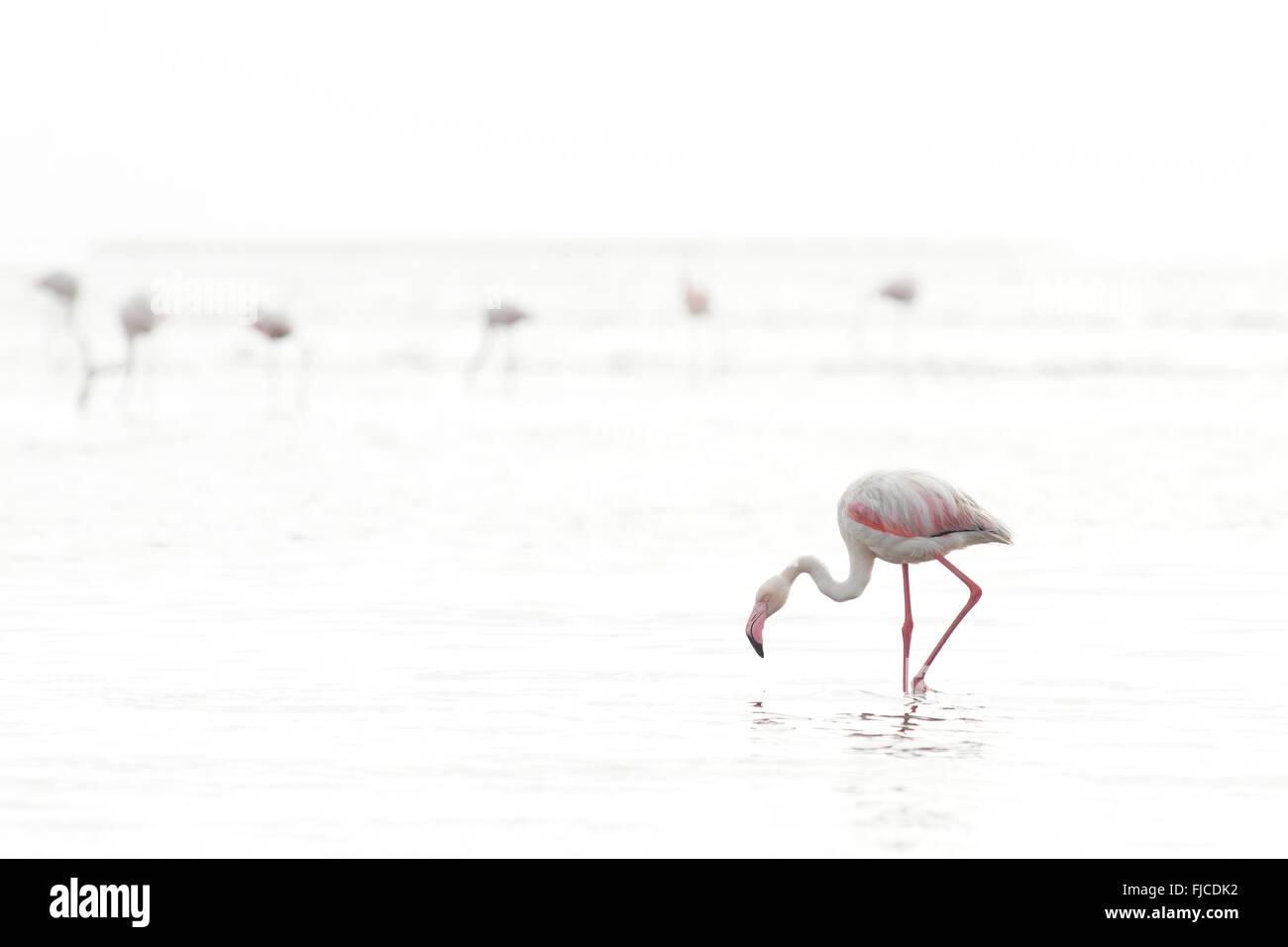 Flamingos fressen in einem Feuchtgebiet Stockfoto