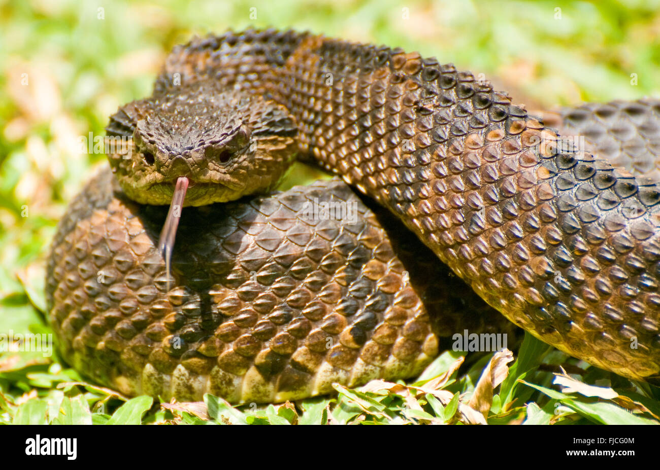 Tierwelt, Reptilien, mexikanische springen Grubenotter Snake, Costa Rica Stockfoto