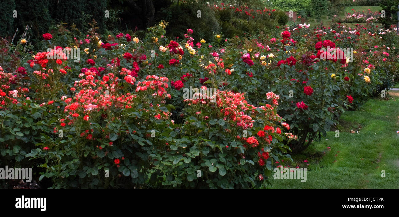 Portland Rose Garden, Portland, Oregon, USA Stockfoto