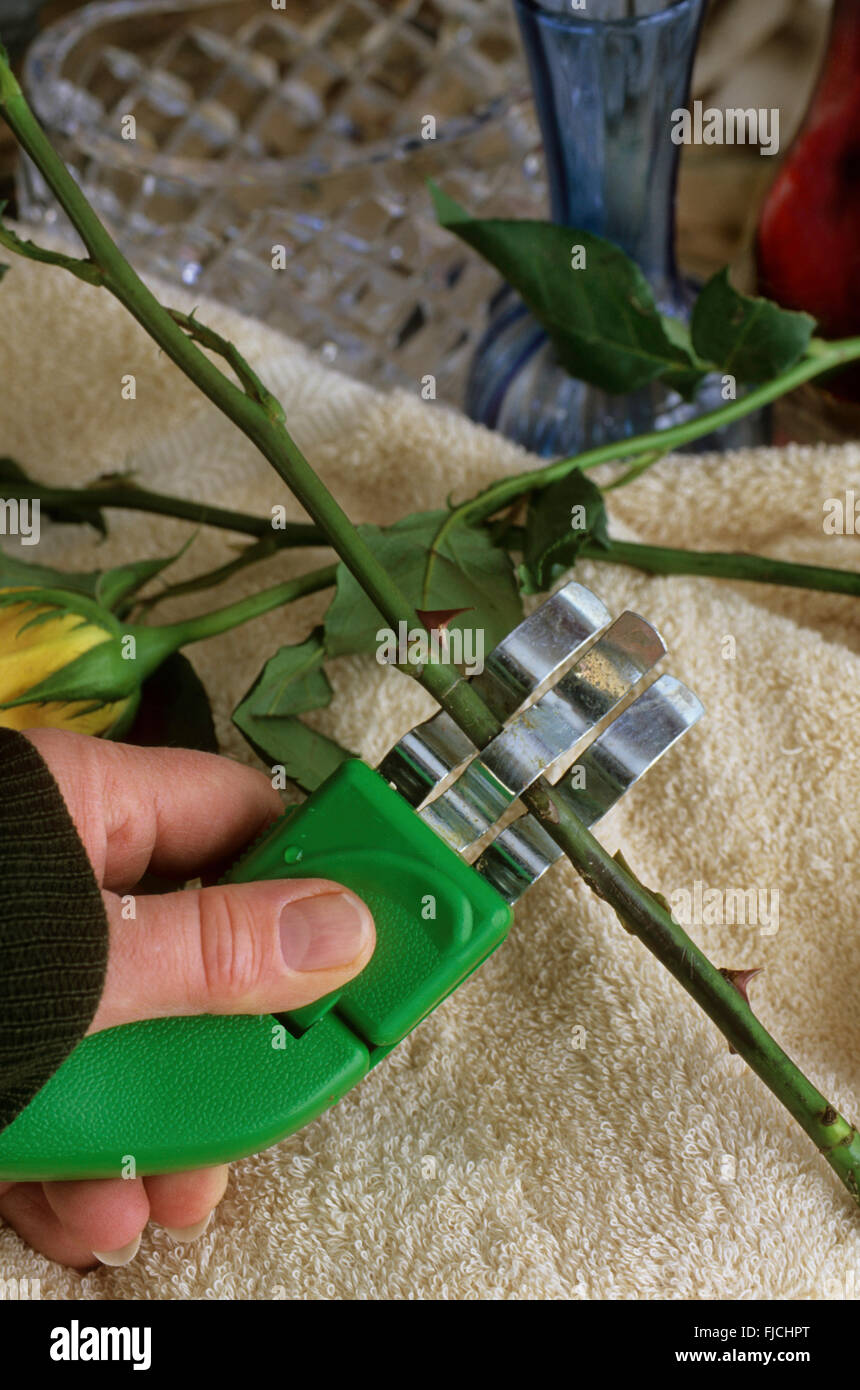 Mit Hilfe einer Dorn-Removal-Tools für Blumenschmuck Stockfoto