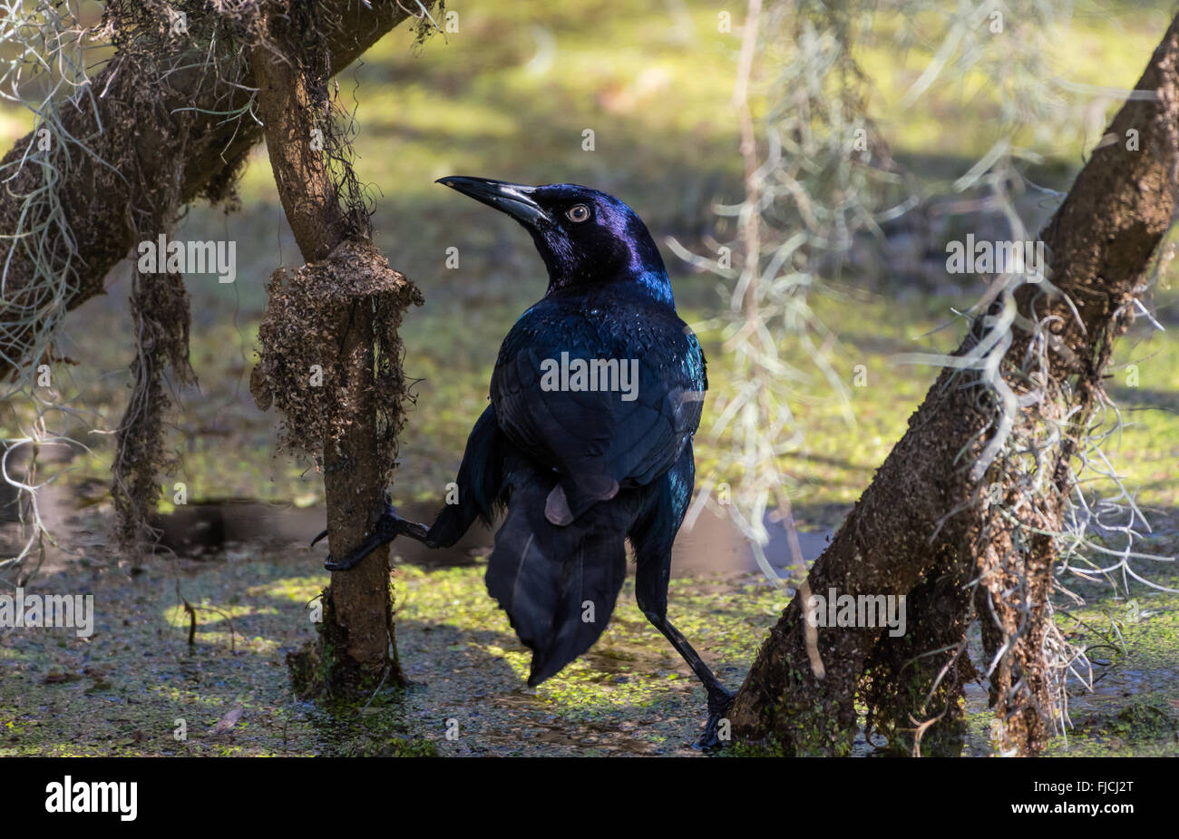Ein Boot-angebundene Grackle (Quiscalus großen) Futter in den Sumpf von Brazos Bend State Park. Houston, Texas, USA. Stockfoto