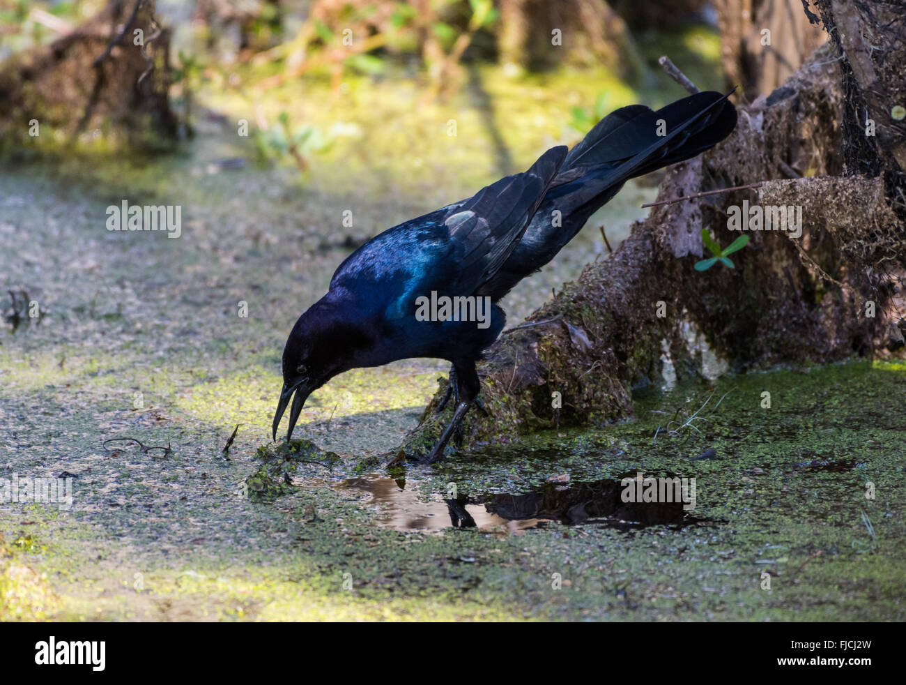 Ein Boot-angebundene Grackle (Quiscalus großen) Futter in den Sumpf von Brazos Bend State Park. Houston, Texas, USA. Stockfoto
