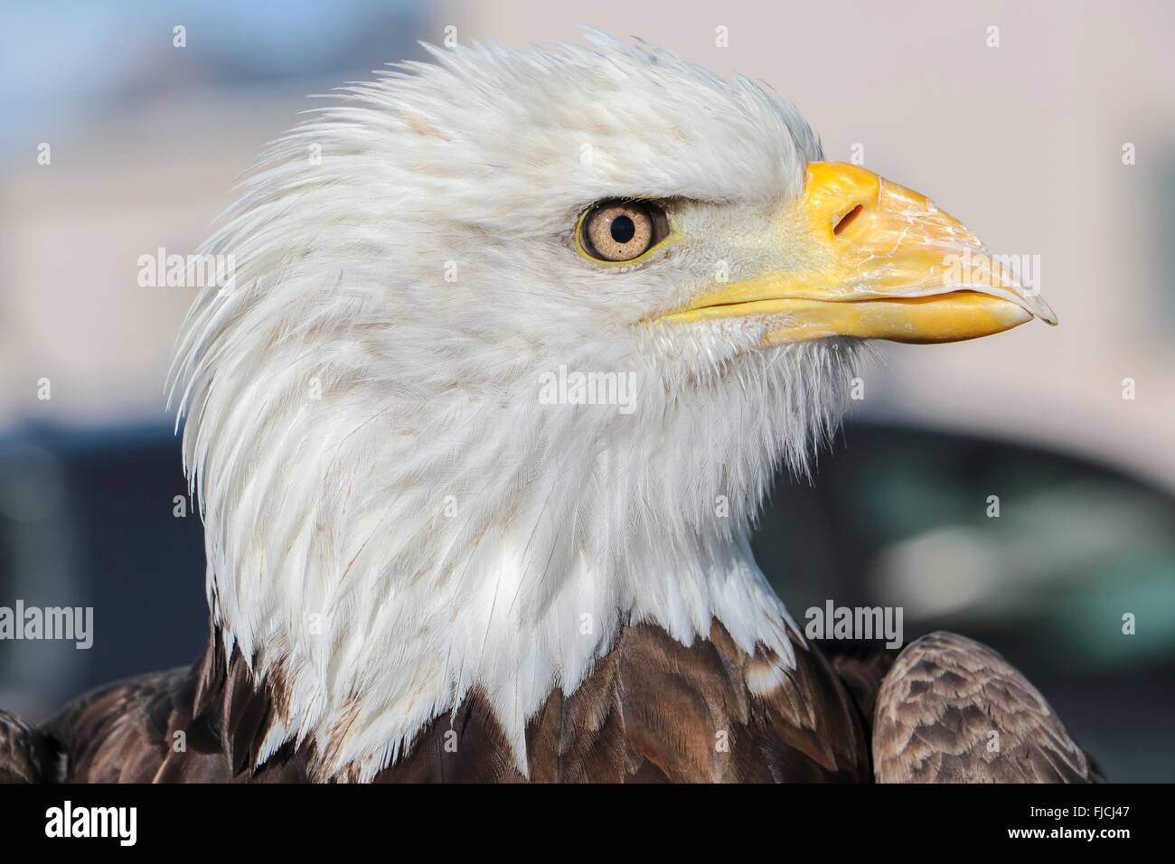 Geist, eine 20 jährige Weißkopf-Seeadler bei Recherchen im National Wind Technology Center 10. Februar 2016 in Boulder, Colorado. Die Forschung soll helfen, dem Department of Energy, Systeme zu entwickeln, die Vogelschlag mit Windkraftanlagen zu verhindern. Stockfoto