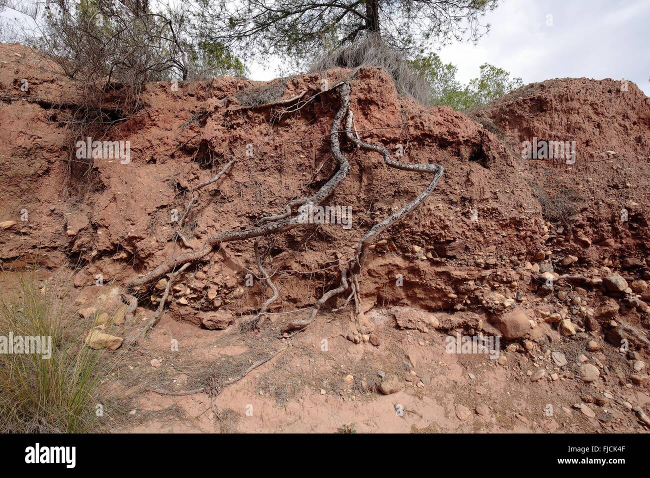 Wurzeln eines Baumes im Lehm Boden Aspe, Alicante, Spanien Stockfoto