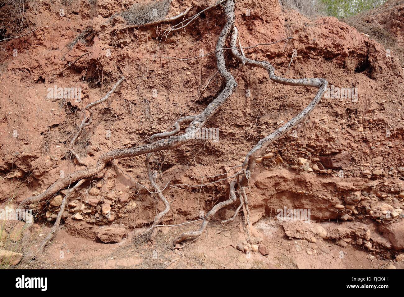 Wurzeln eines Baumes im Lehm Boden Aspe, Alicante, Spanien Stockfoto