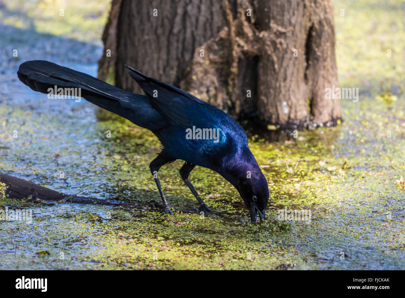 Ein Boot-angebundene Grackle (Quiscalus großen) Futter in den Sumpf von Brazos Bend State Park. Houston, Texas, USA. Stockfoto