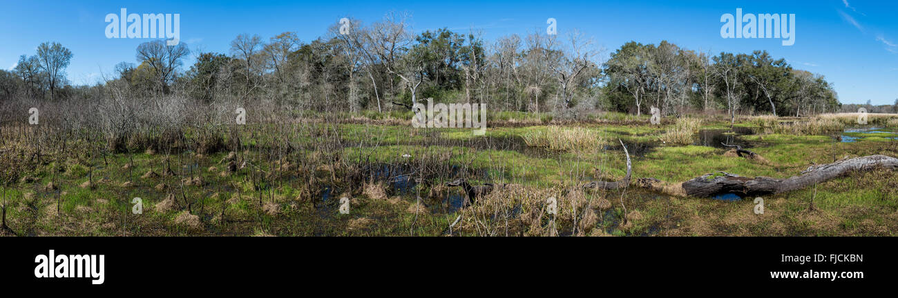 Panoramablick auf Küste Sumpf Lebensraum im Brazos Bend State Park in Houston, Texas, USA. Stockfoto