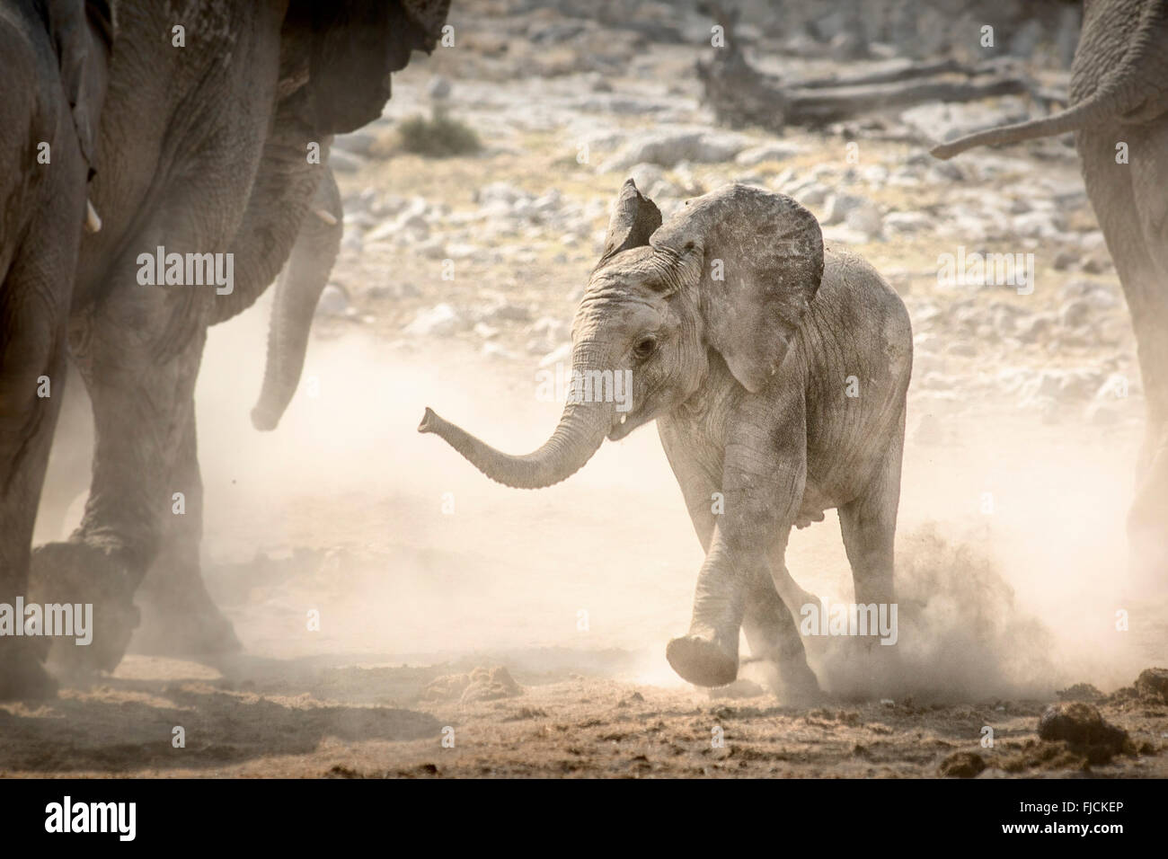 Junge Elefanten an einem Wasserloch laufen Stockfoto