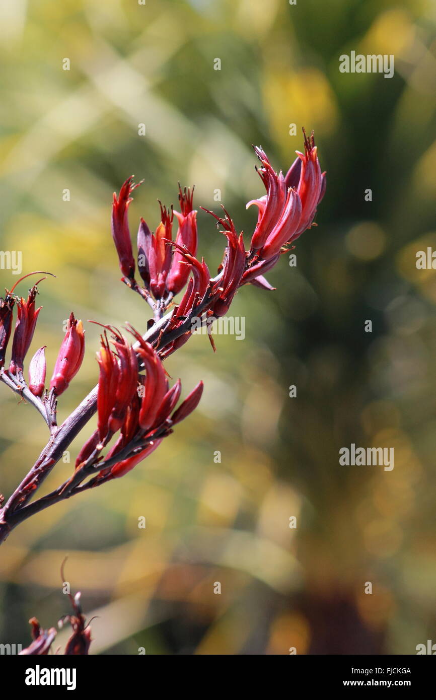 Neuseeland-Flachs Blume Stockfoto