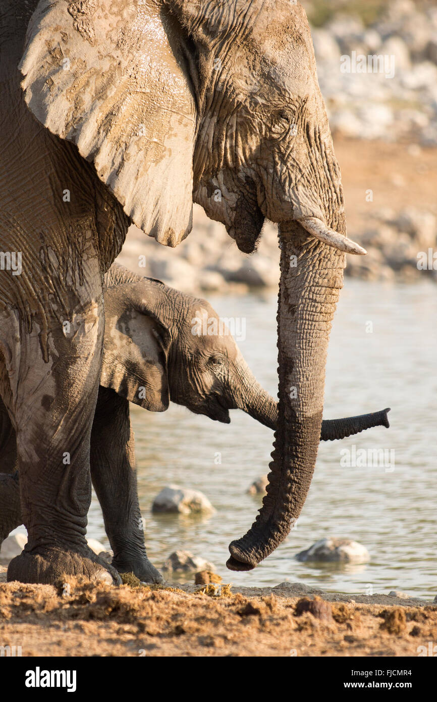 Elefanten Baden an einem Wasserloch. Stockfoto
