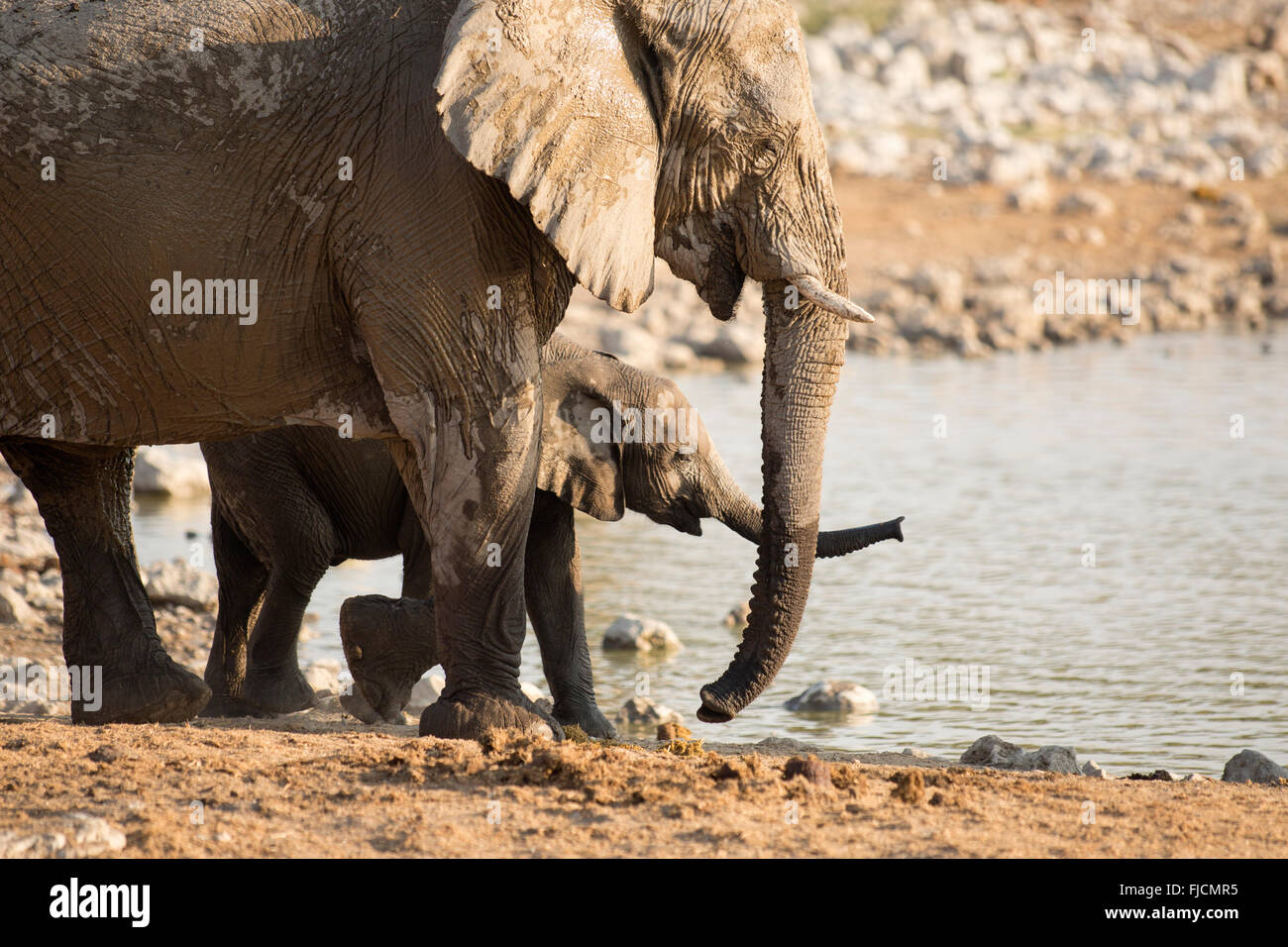Elefanten Baden an einem Wasserloch. Stockfoto