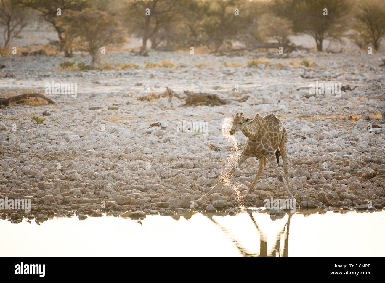 Giraffe an einem Wasserloch Stockfoto