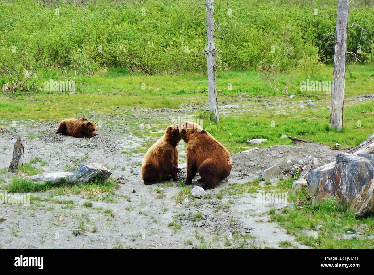 Braune Bären in Alaska küssen Stockfoto
