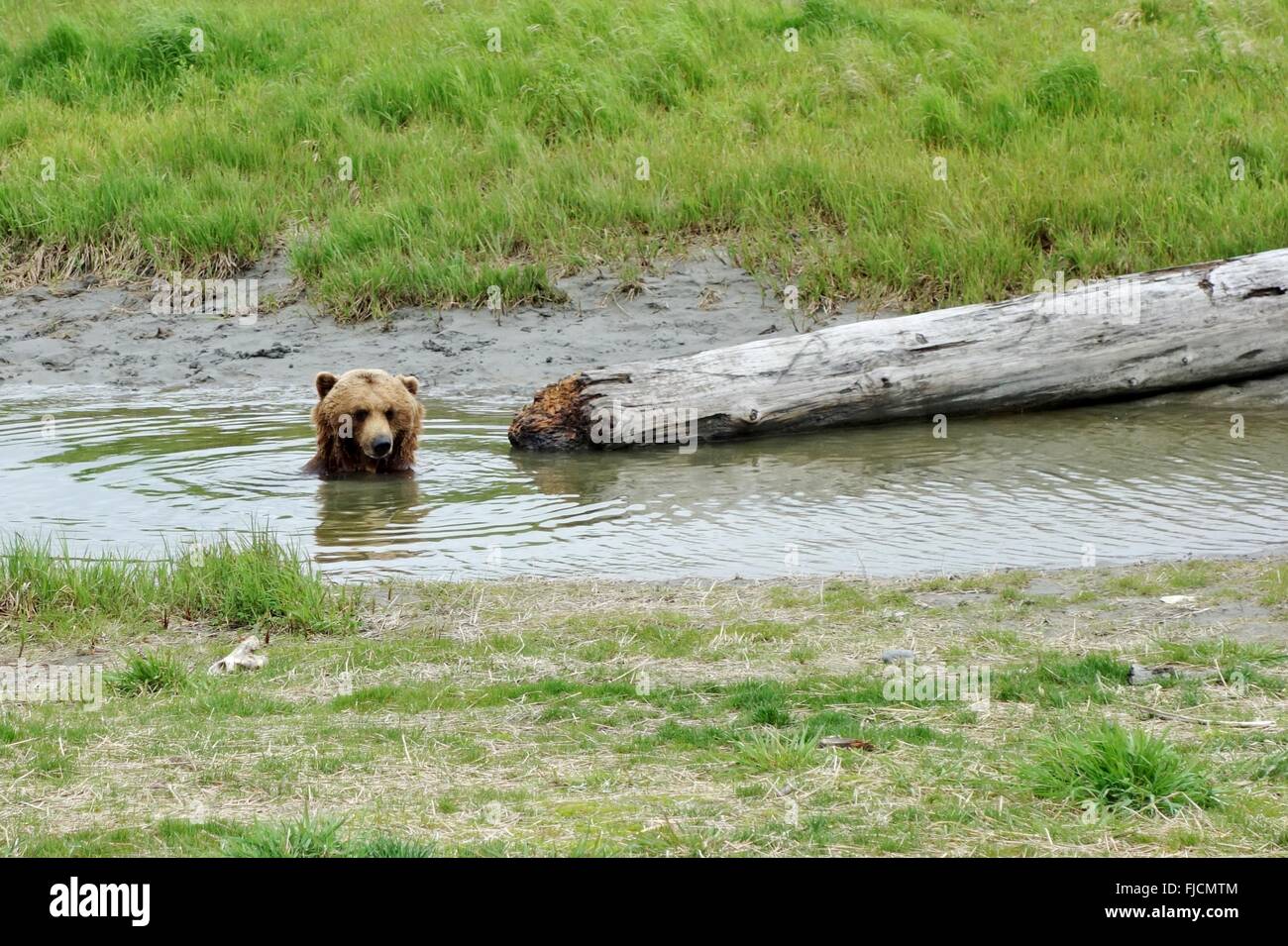 Braune Bären in Alaska gemeinsam schwimmen Stockfoto