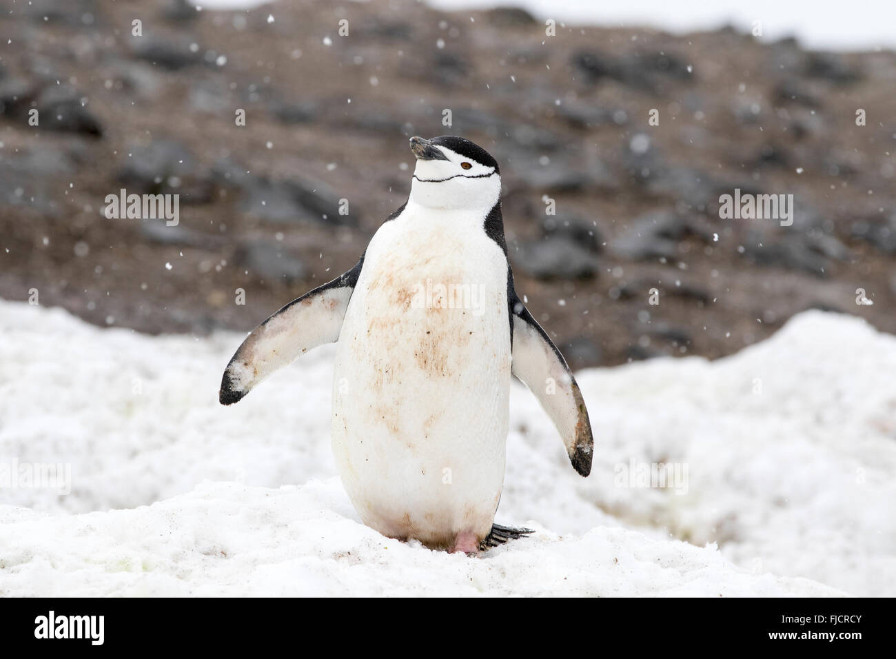 Antarktis Pinguin, Pinguine, Antarktis. Pinguine Zügelpinguinen (Pygoscelis Antarctica) Stockfoto