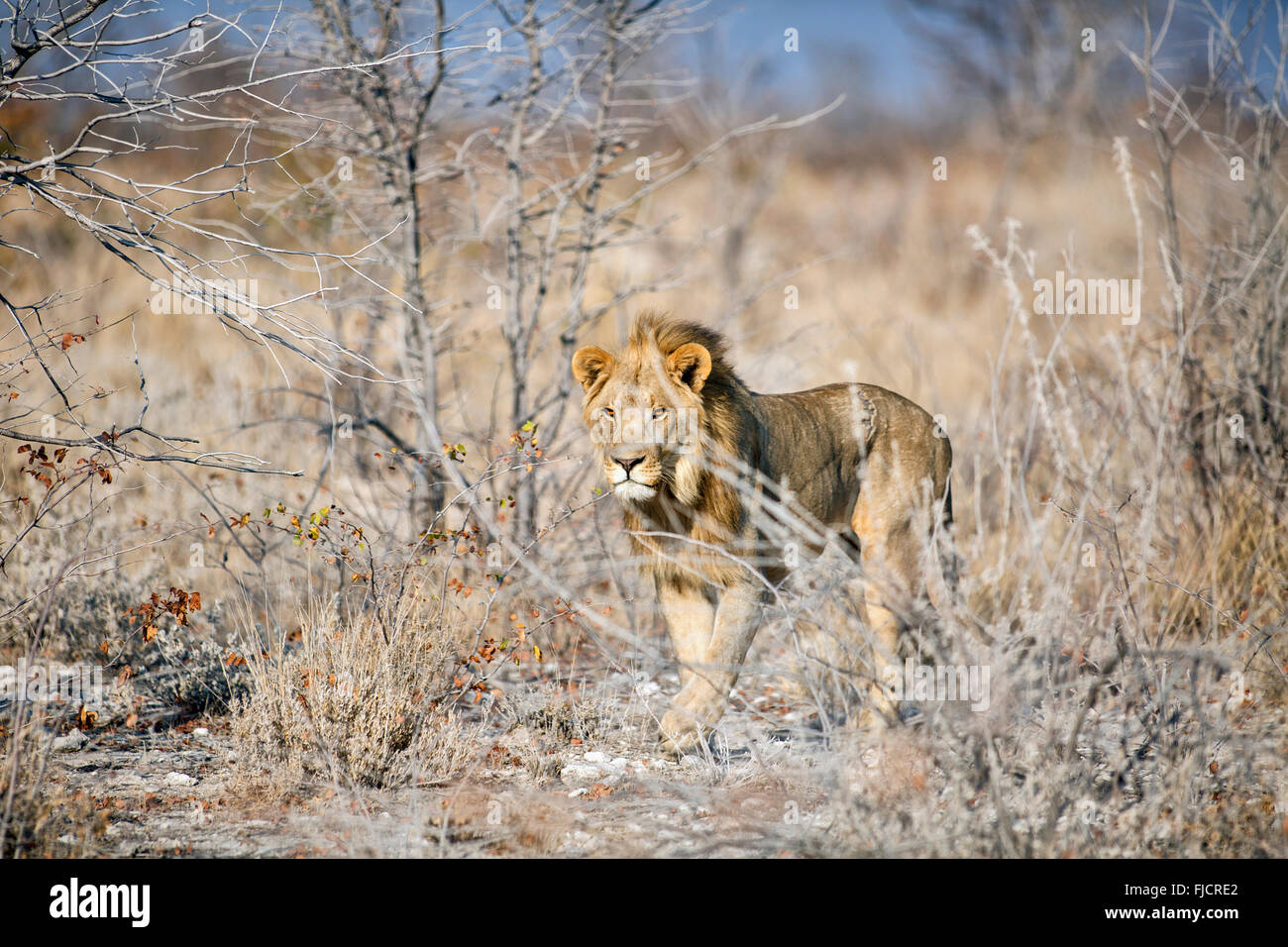 Ein junger männlicher Löwe jagt im Etosha National Park. Stockfoto