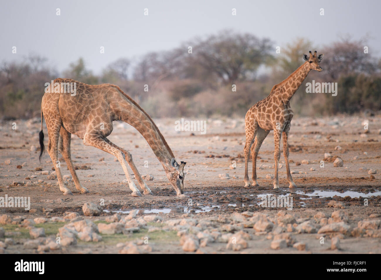 Giraffe an einem Wasserloch Stockfoto