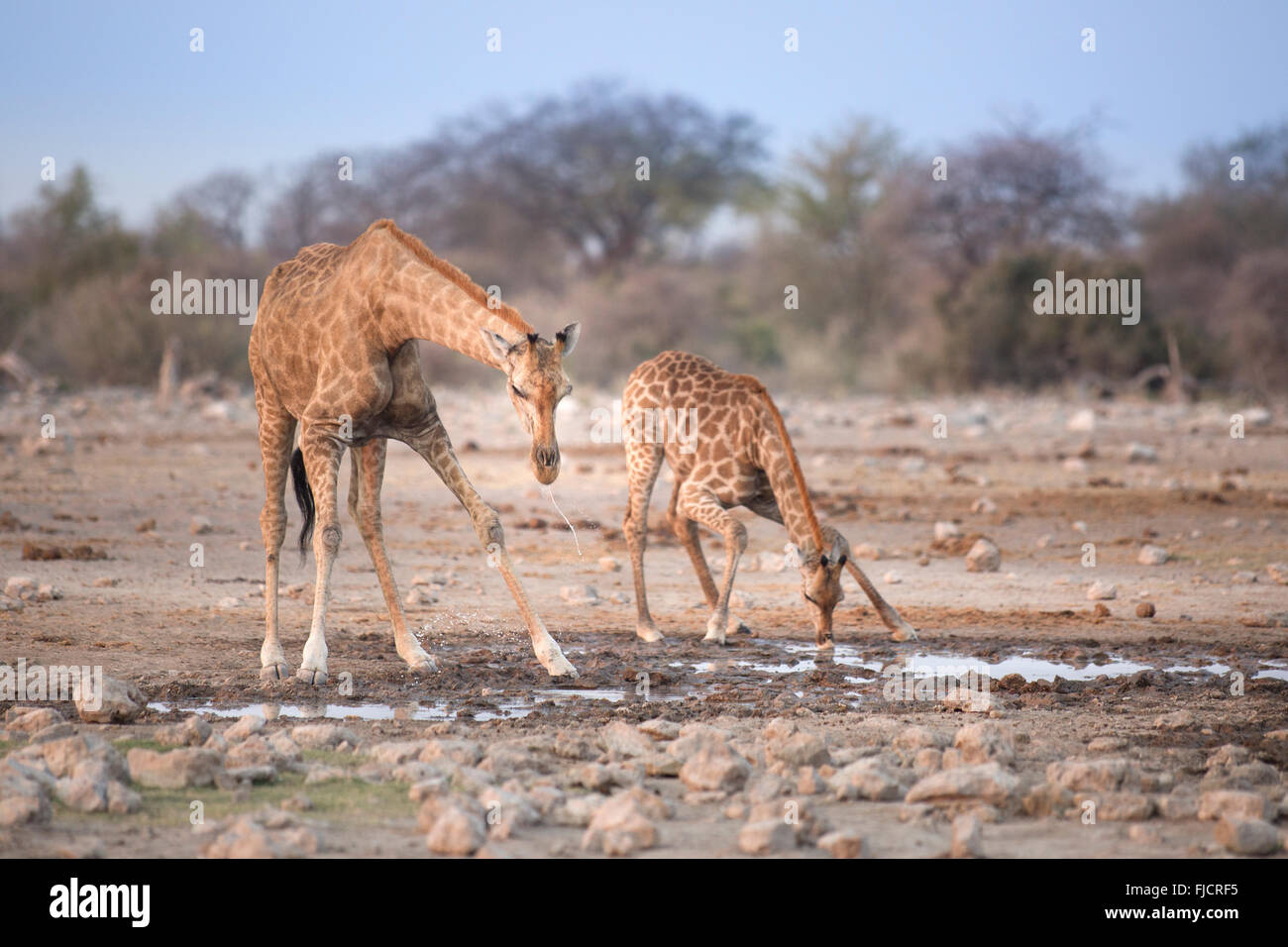 Giraffe an einem Wasserloch Stockfoto