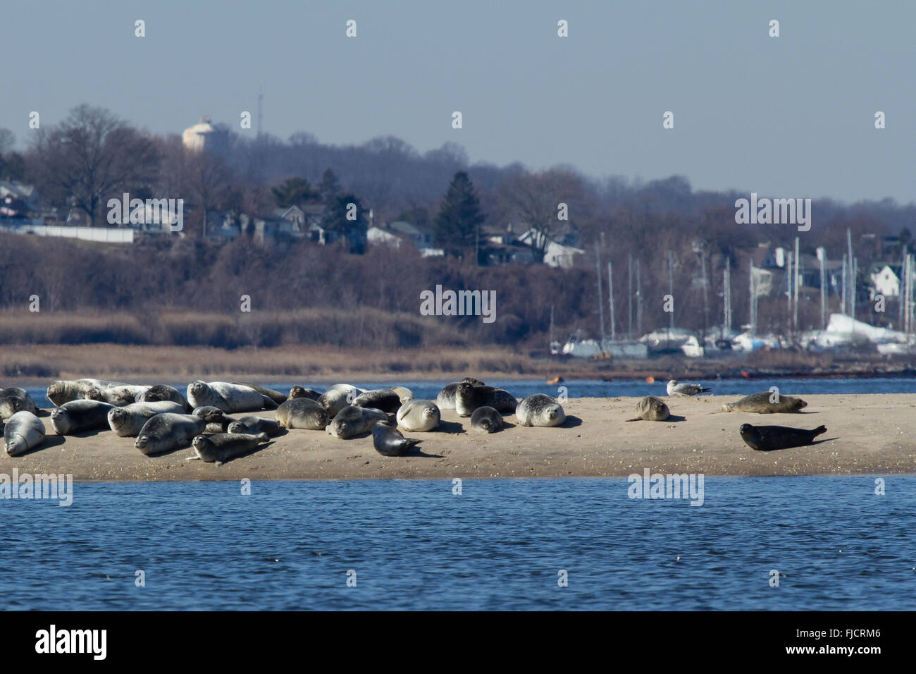 Eine Herde von Seehunden beruht auf einer Sandbank von Sandy Hook, New Jersey. Stockfoto