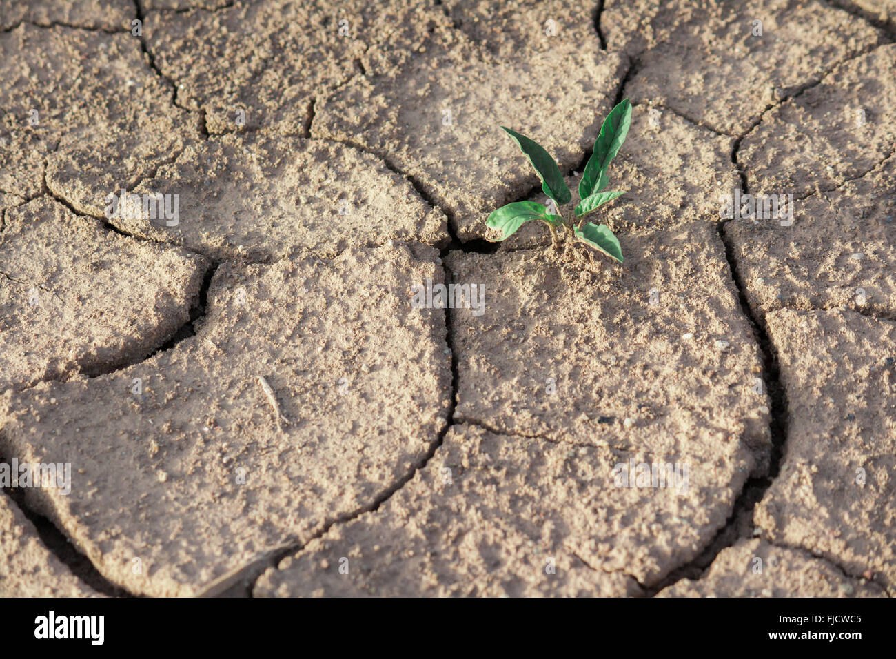 aufbrechen Sie Erde mit Pflanze, versuchen Sie, im ariden Gebiet Stockfoto