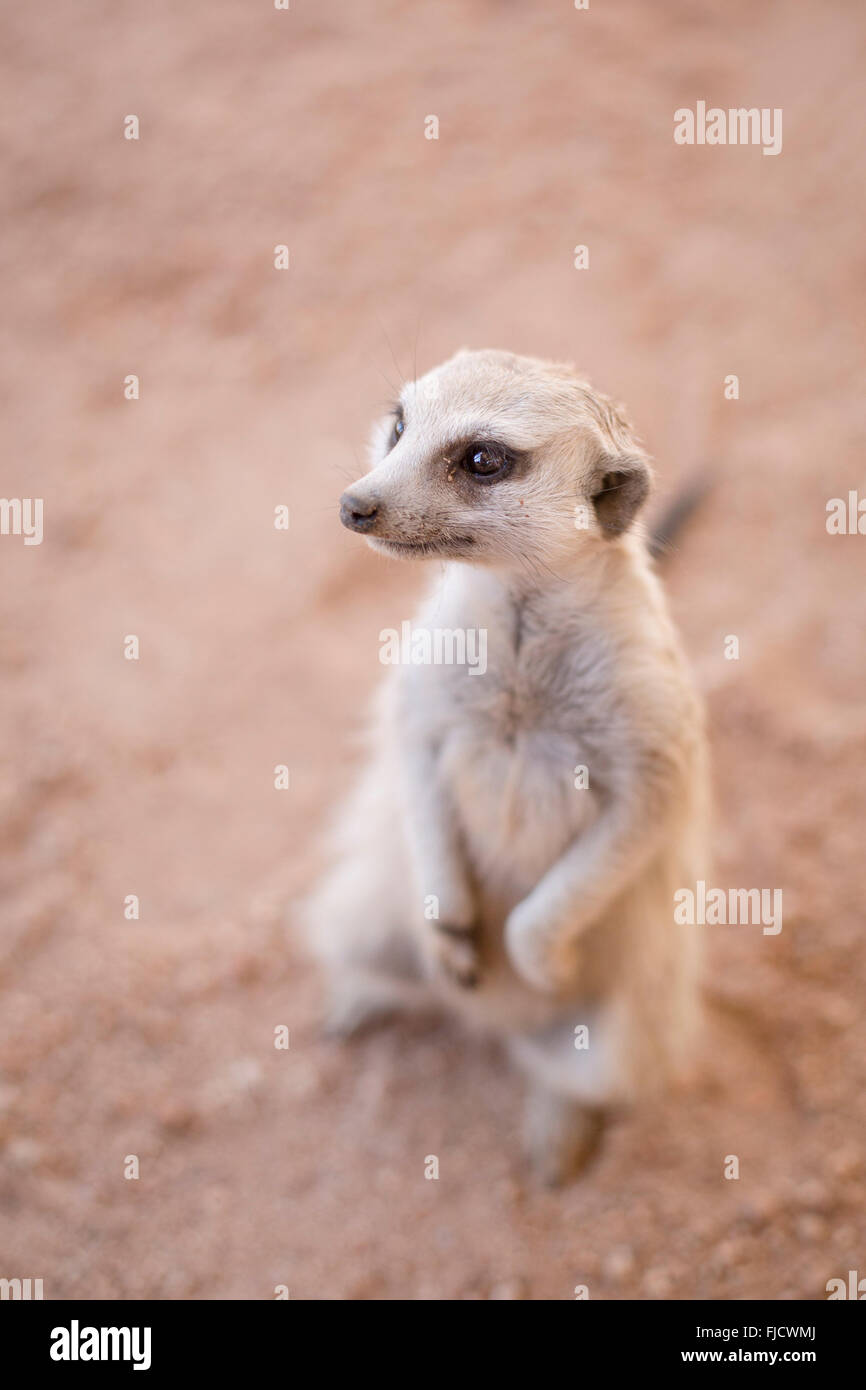 Eine neugierige Erdmännchen in der Kalahari. Stockfoto