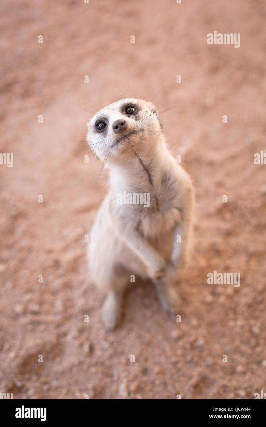Eine neugierige Erdmännchen in der Kalahari. Stockfoto