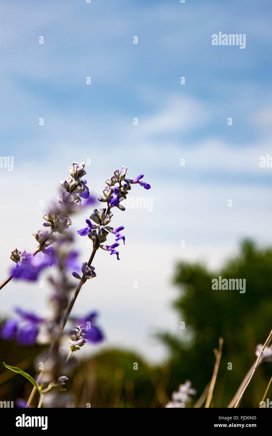 Texas Wildblumen Stockfoto