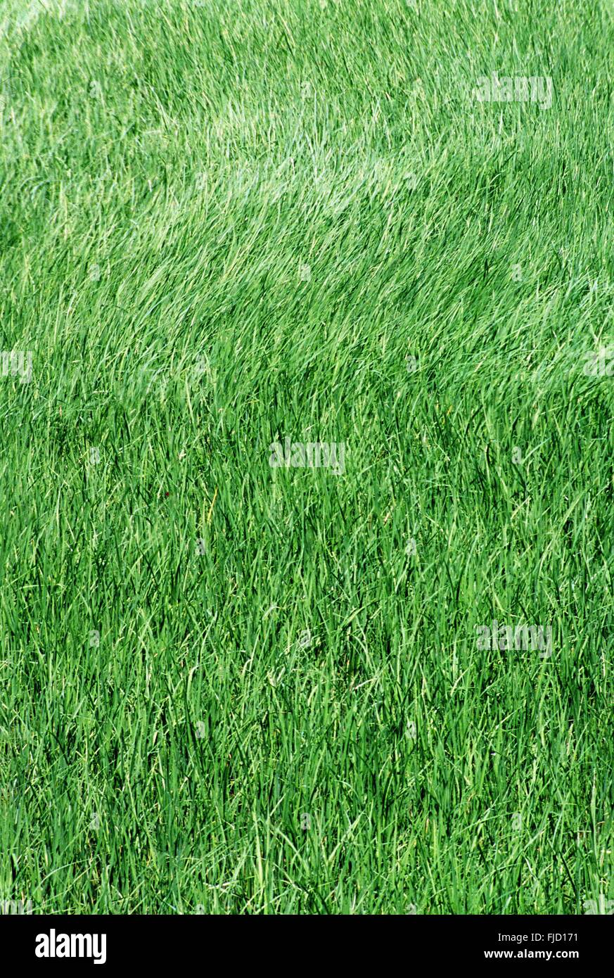 Grasgrün Stockfoto