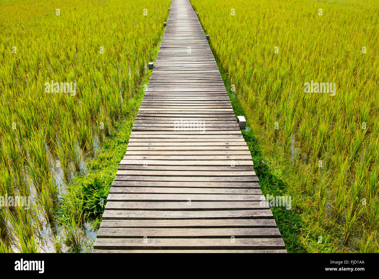Der Fußweg zwischen Reisfelder Stockfoto