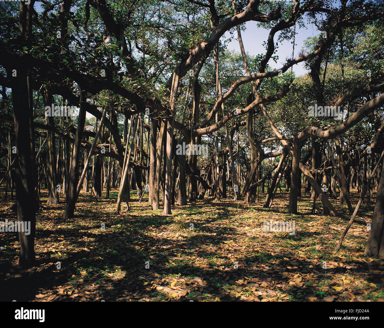 Banyan Tree Botanischer Garten, Kolkata, Westbengalen, Indien, Asien Stockfoto