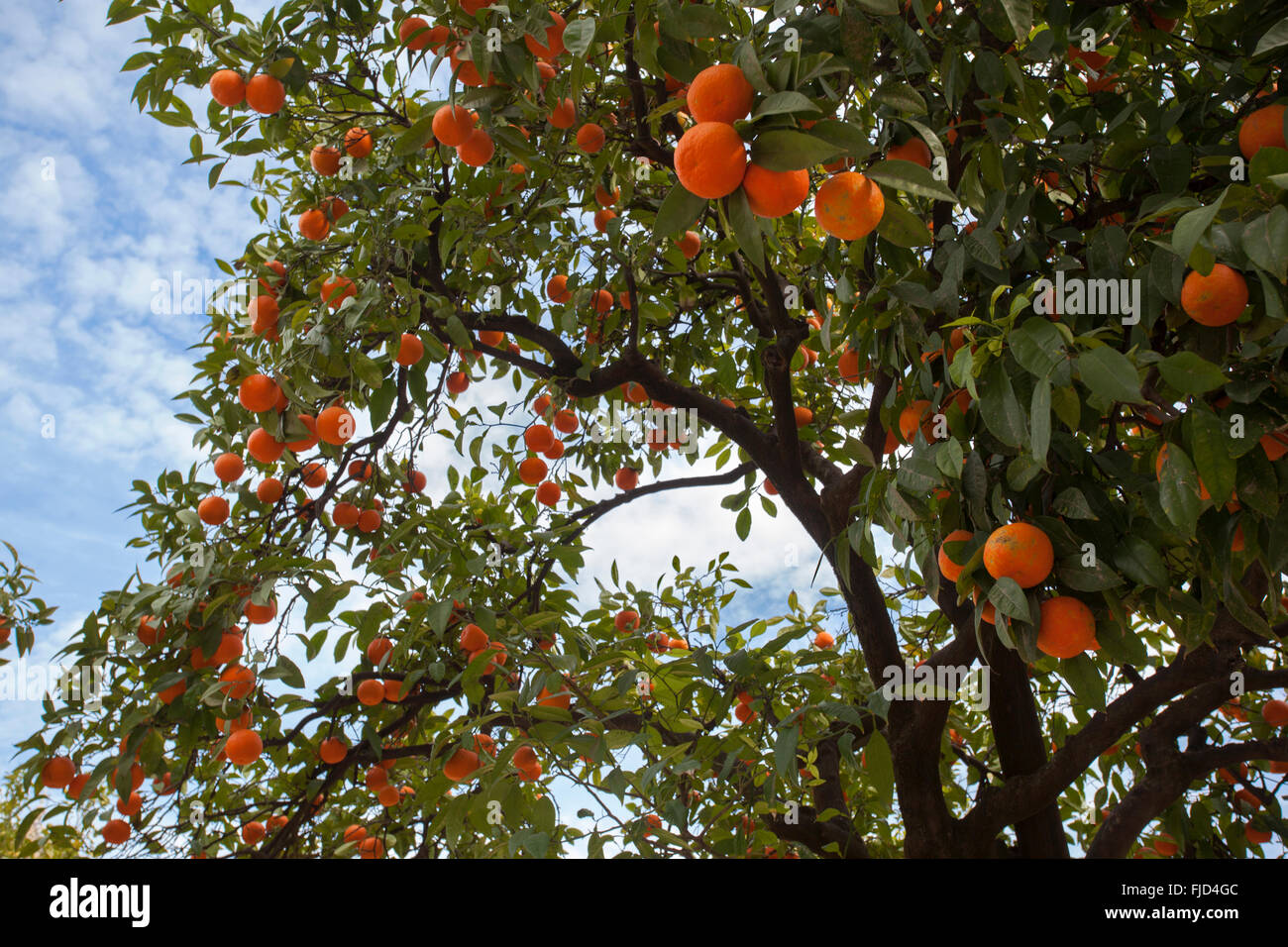 Orange tree innen '' Patio de Banderas'', in der Nähe der "Reales Alcázares". Sevilla, Andalusien. Spanien. Stockfoto