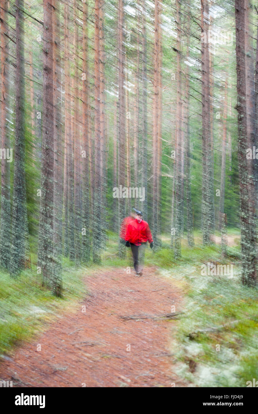 Verschwommene Spaziergang im Wald. Schweden Stockfoto