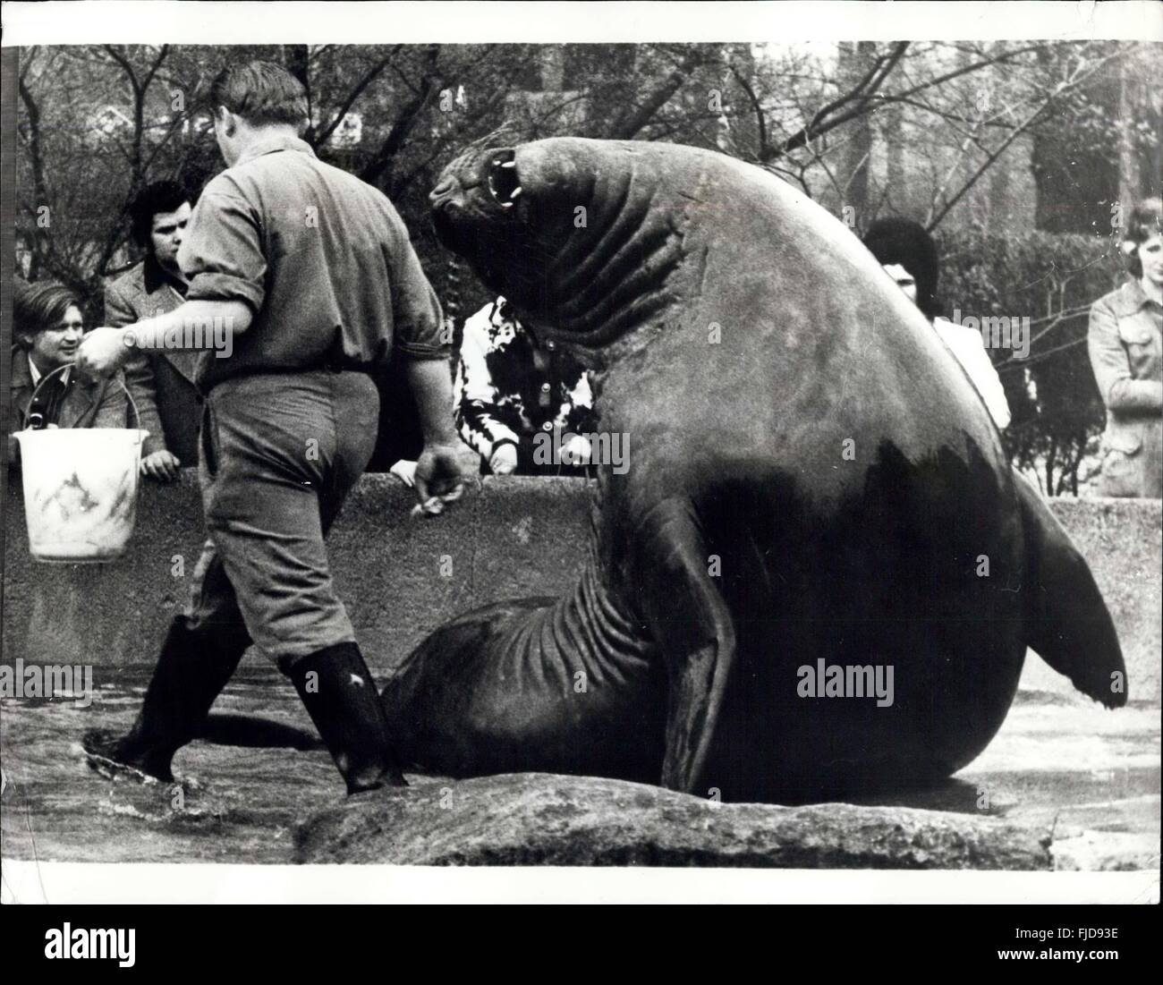 1968 - geht nicht Weg - Ich bin noch nicht satt! Das ist alles ich erhalte heute-'' Bollie''. der Meer-Elefant im Berliner Zoo scheint mehr bei der Fütterung in dieser amüsanten Studie gefordert werden. © Keystone Bilder USA/ZUMAPRESS.com/Alamy Live-Nachrichten Stockfoto
