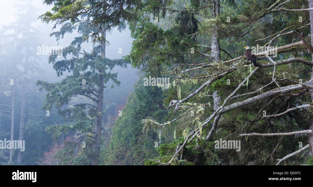 Ein Weißkopfseeadler auf der Küste von Vancouver Island, British Columbia an einem nebligen Tag Stockfoto