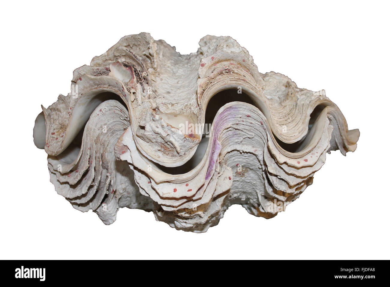 Clam Shell Ausschnitt Tridacna sp. Stockfoto