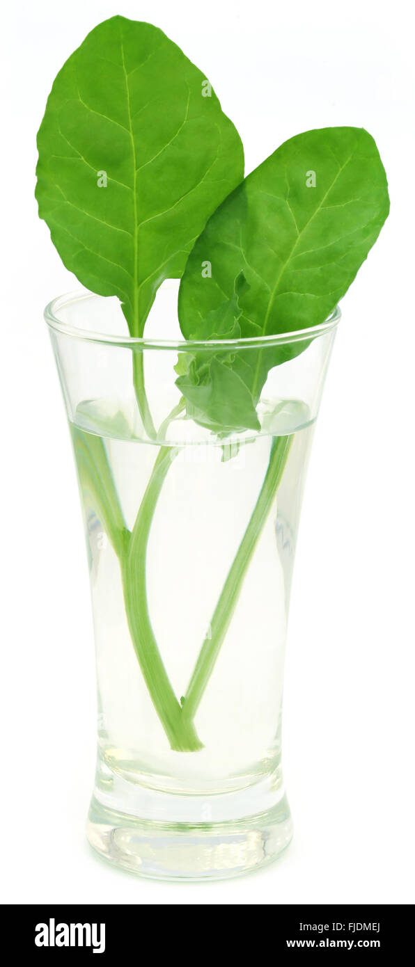 Frischer Spinat in einem Glas auf weißem Hintergrund Stockfoto
