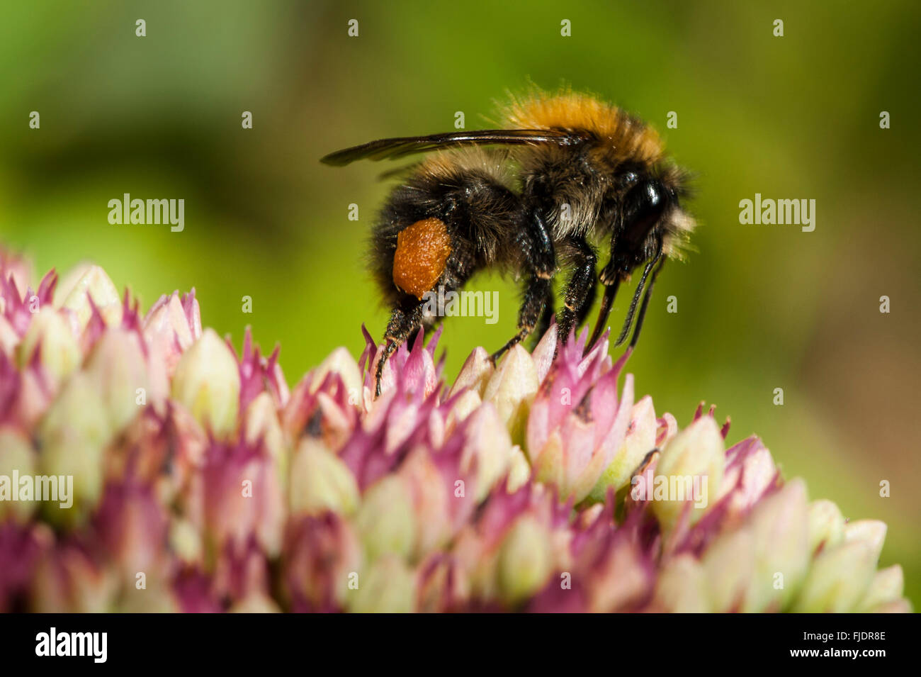 Nahaufnahme von einer Hummel Stockfoto