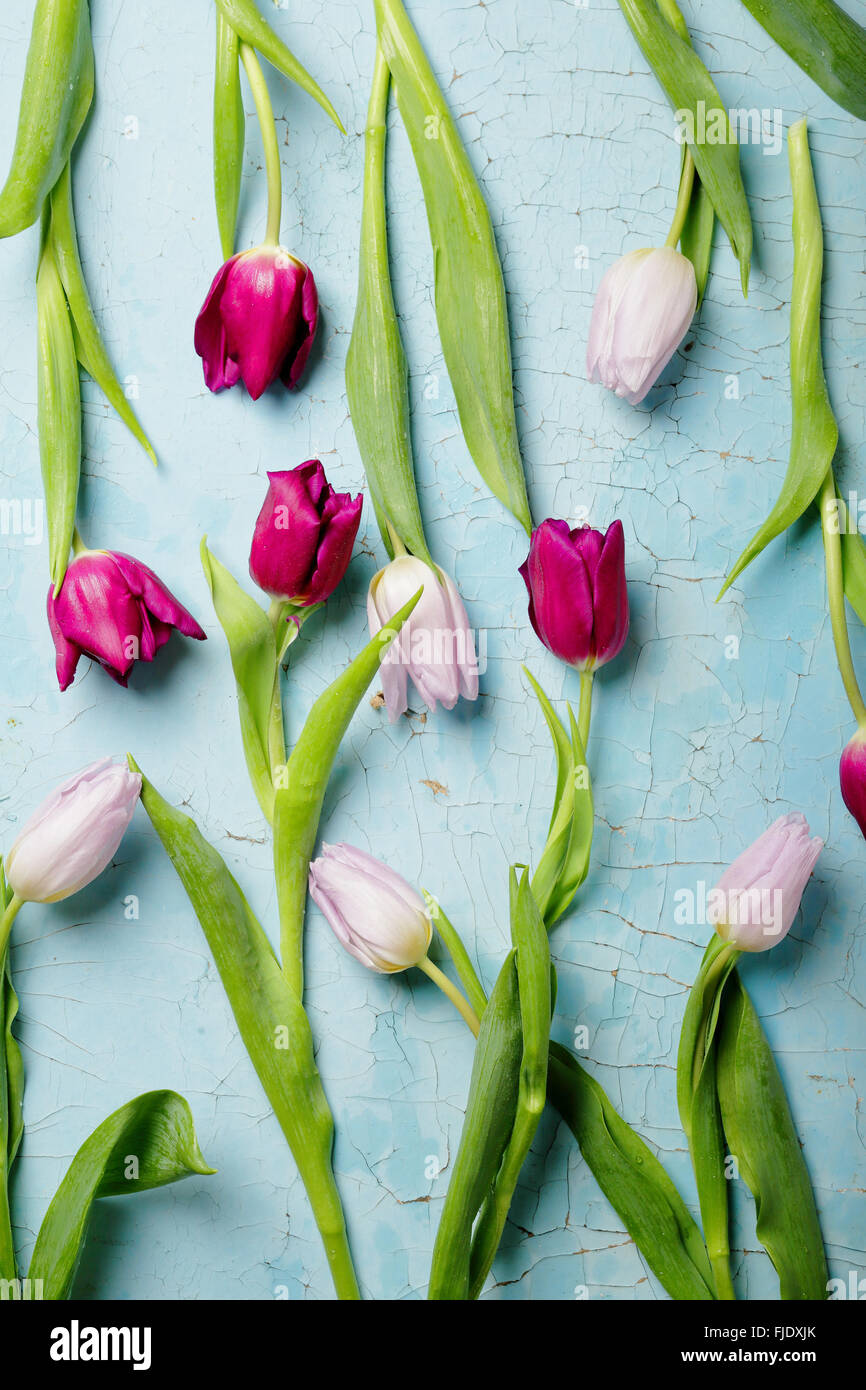 zwei Farbe Tulpen Draufsicht, Blumen Stockfoto
