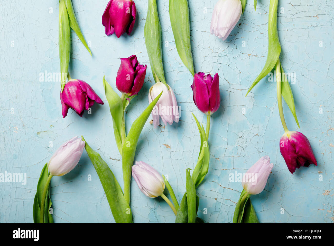 Tulpen auf blauem Hintergrund Ansicht von oben Stockfoto