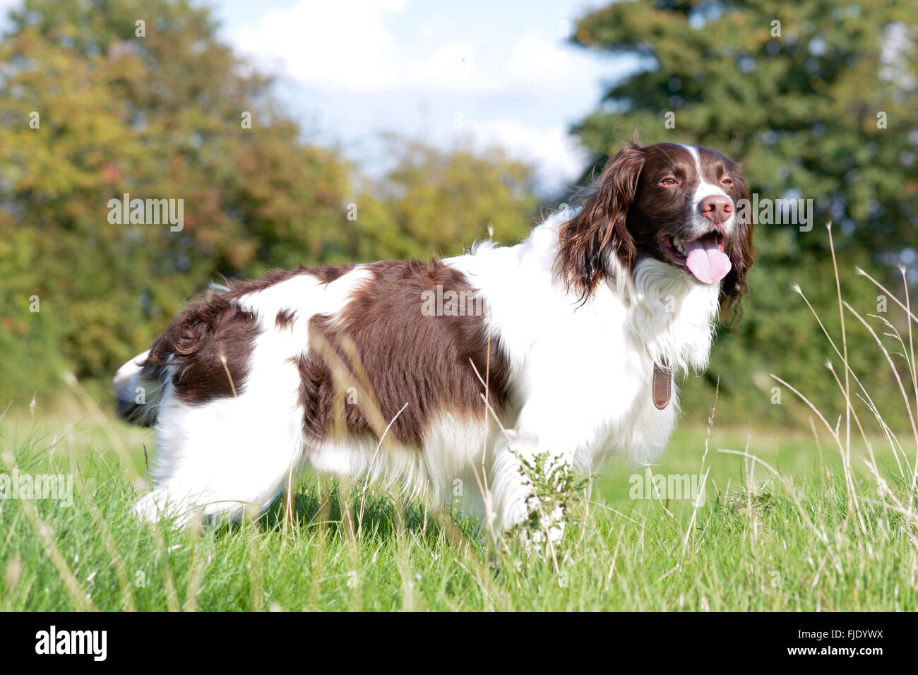 Englisch Springer Spaniel Hund (Canis Lupus Familiaris) stehen im Bereich genießen zu Fuß, auf dem Lande Stockfoto