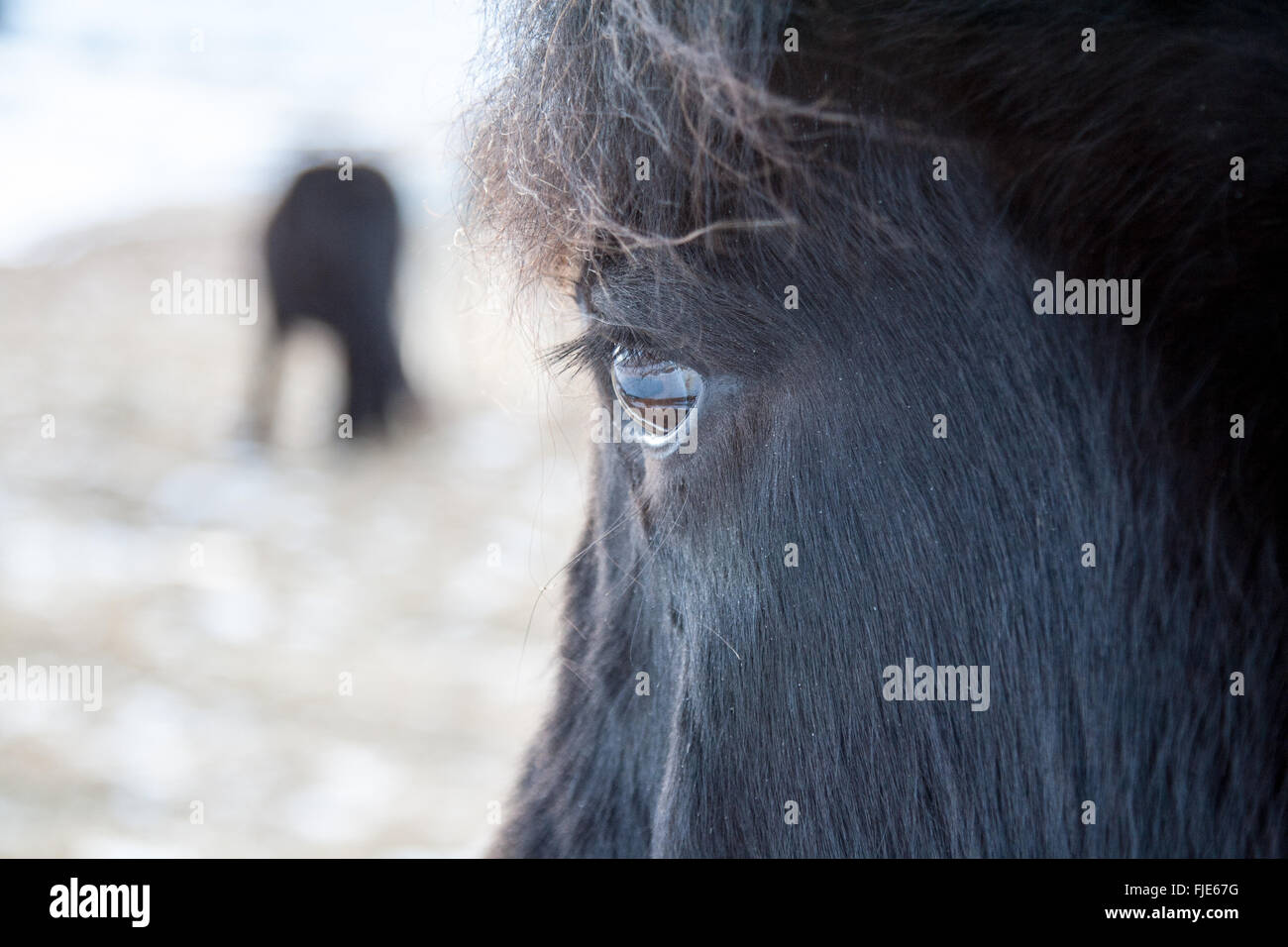 Schwarz Islandisches Pony Stockfotos Und Bilder Kaufen Alamy