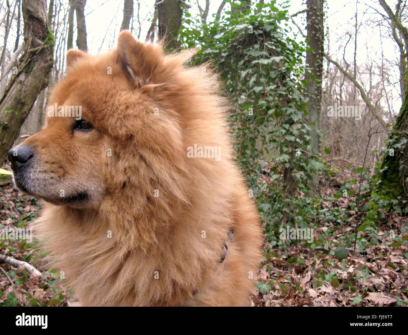 Chow-Chow Hund im Wald Stockfoto