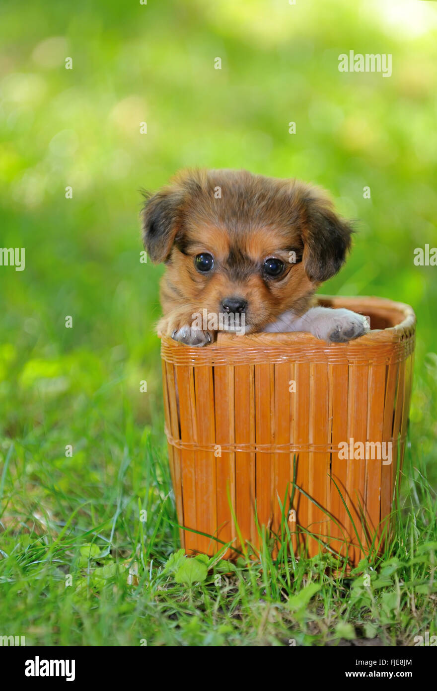 Pekinese Welpe Hund in einem Stroh Korb Stockfoto