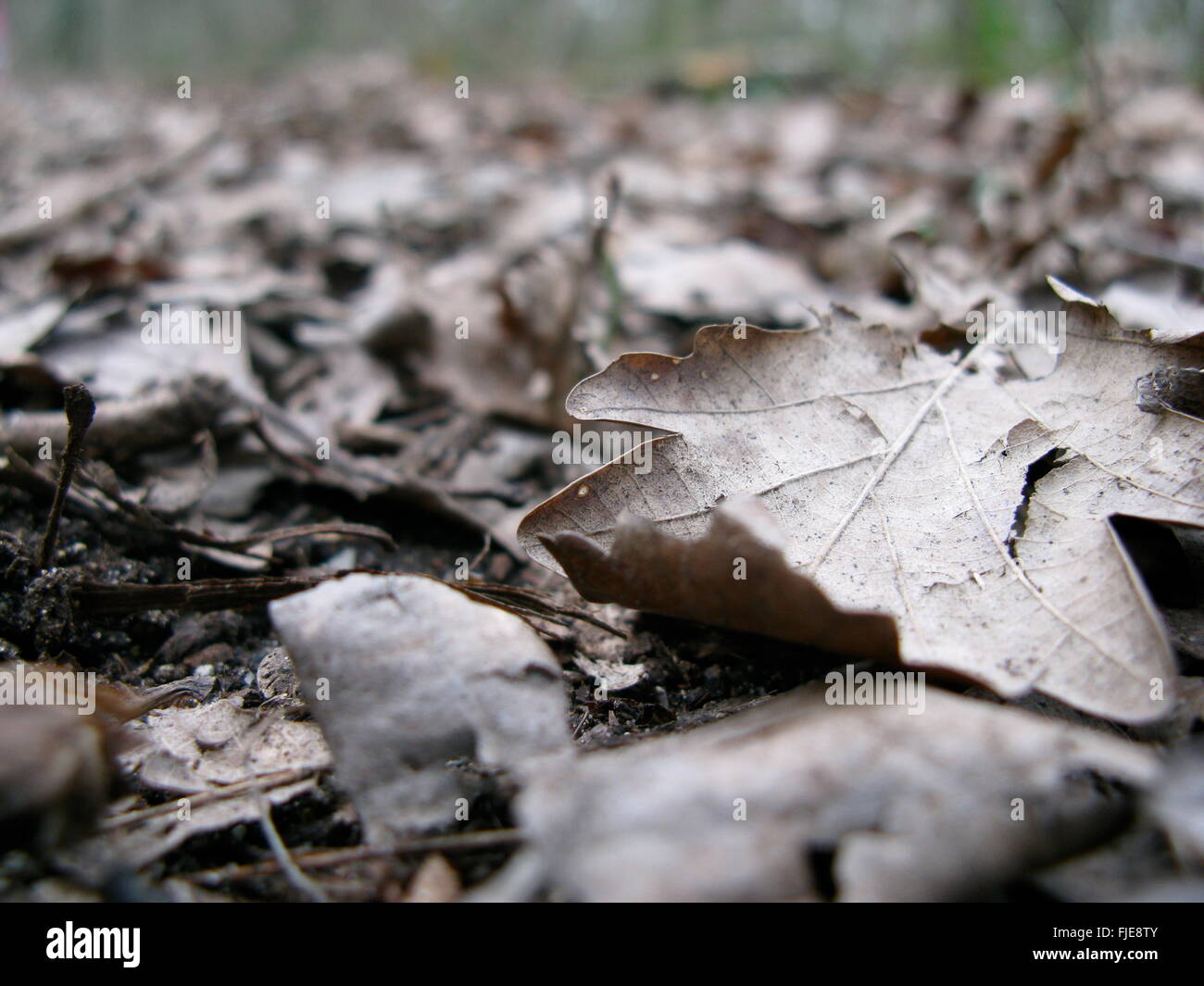 Winter-Blätter im Wald Stockfoto