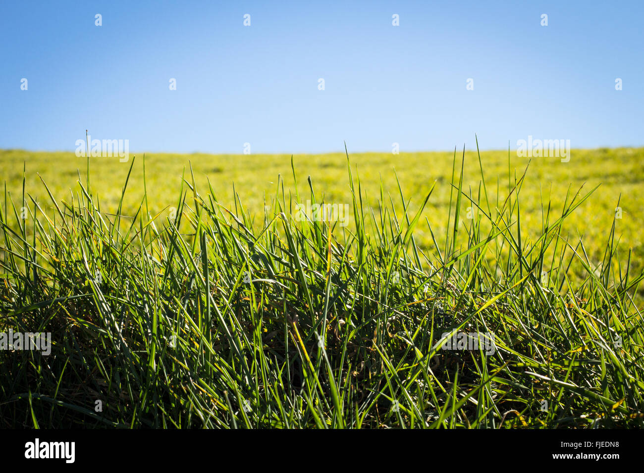 Grüne Hügel über blauen Himmel in Südfrankreich Stockfoto
