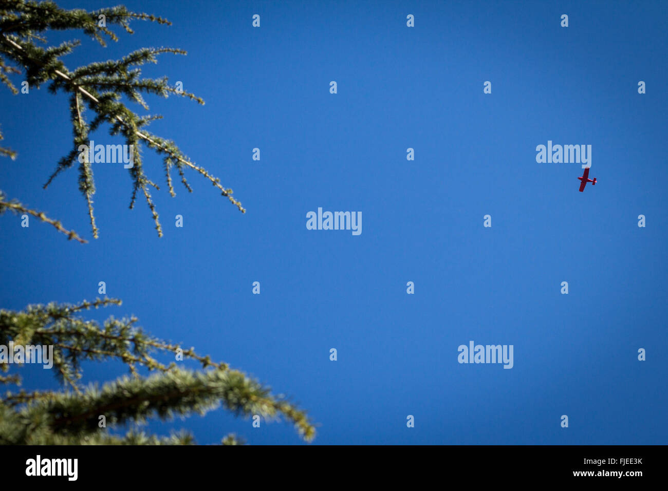 Kleines Flugzeug in den Himmel in der Nähe von Tannenzweigen Baum Stockfoto
