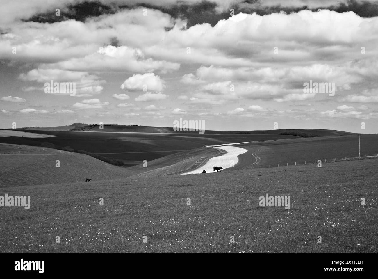 Eine offene Landschaft mit Kühen, Felder, Feldweg und eine Wolke gefüllt Himmel. Stockfoto